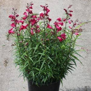 Garnet penstemon fidesi çok yıllık Andenken an Friedrich Hahn