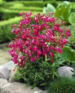 Garnet penstemon fidesi çok yıllık Andenken an Friedrich Hahn