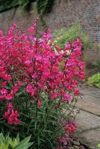 Garnet penstemon fidesi çok yıllık Andenken an Friedrich Hahn
