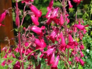 Garnet penstemon fidesi çok yıllık Andenken an Friedrich Hahn