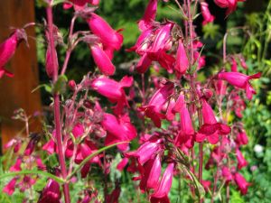 Garnet penstemon fidesi çok yıllık Andenken an Friedrich Hahn