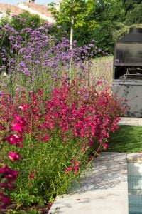 Garnet penstemon fidesi çok yıllık Andenken an Friedrich Hahn