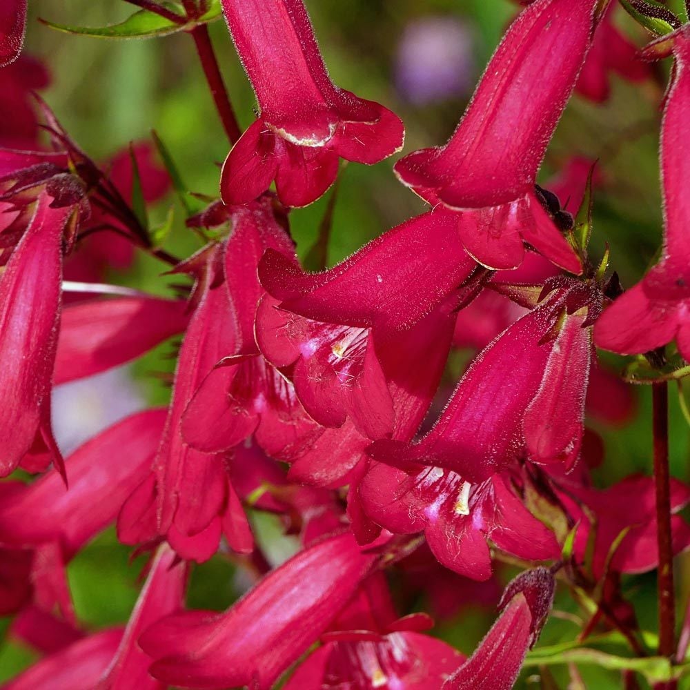Garnet penstemon fidesi çok yıllık Andenken an Friedrich Hahn