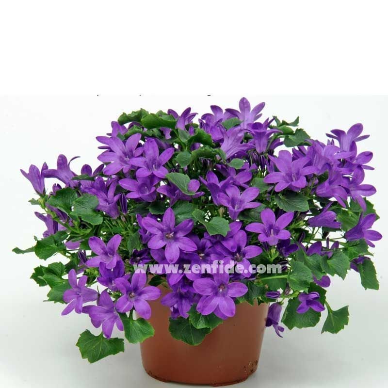 Sarkan maviş campanula saksıda portenschlagiana get mee