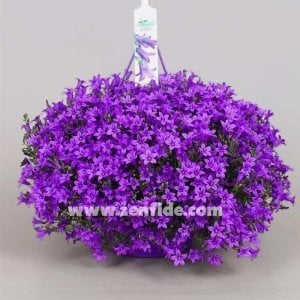 Sarkan maviş campanula saksıda portenschlagiana get mee
