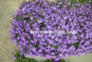 Sarkan maviş campanula saksıda portenschlagiana get mee