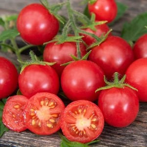 Sarkan saksı domates tohumu bahçe incisi garden pearl
