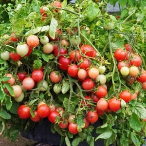 Sarkan saksı domates tohumu bahçe incisi garden pearl