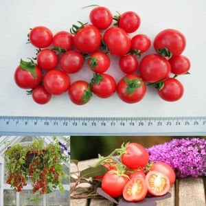 Sarkan saksı domates tohumu bahçe incisi garden pearl