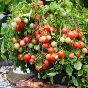 Sarkan saksı domates tohumu bahçe incisi garden pearl