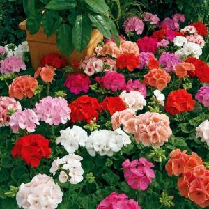 Pembe leylak sardunya fidesi geranium maverick quicksilver