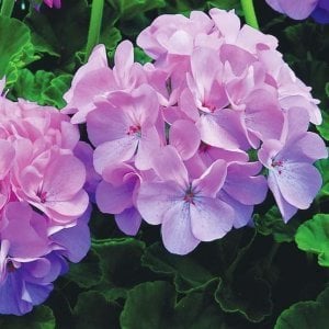 Pembe leylak sardunya fidesi geranium maverick quicksilver