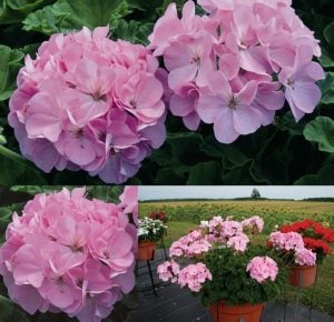 Pembe leylak sardunya fidesi geranium maverick quicksilver