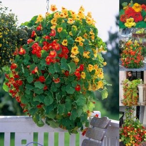Sarkan katmerli latin çiçeği tohumu gleam mix tropaeolum majus