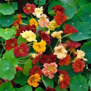 Sarkan katmerli latin çiçeği tohumu gleam mix tropaeolum majus