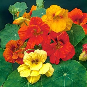 Sarkan katmerli latin çiçeği tohumu gleam mix tropaeolum majus