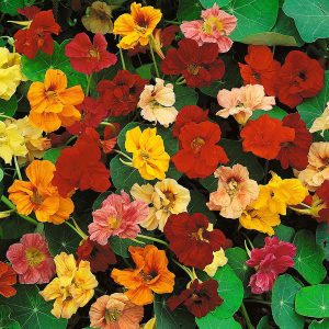 Sarkan katmerli latin çiçeği tohumu gleam mix tropaeolum majus