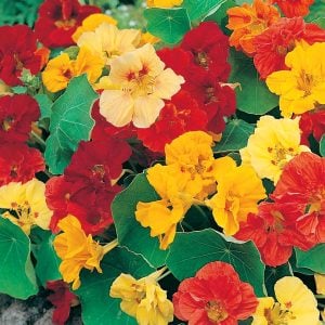 Sarkan katmerli latin çiçeği tohumu gleam mix tropaeolum majus