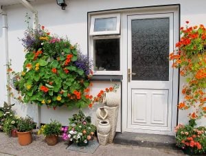 Sarkan katmerli latin çiçeği tohumu gleam mix tropaeolum majus