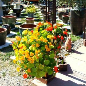 Sarkan katmerli latin çiçeği tohumu gleam mix tropaeolum majus