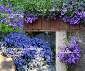 Sarkan campanula fidesi garganica maviş çiçeği