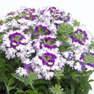 Blue wing sarkan yer minesi çiçeği fidesi verbena 7 yada 9 cm saksıda