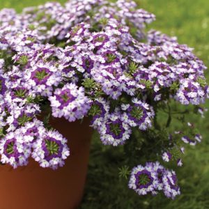 Blue wing sarkan yer minesi çiçeği fidesi verbena 7 yada 9 cm saksıda