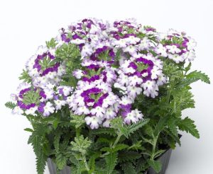 Blue wing sarkan yer minesi çiçeği fidesi verbena 7 yada 9 cm saksıda