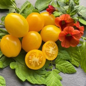 İldi domates tohumu çeri tip verimli