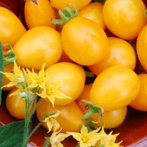 İldi domates tohumu çeri tip verimli