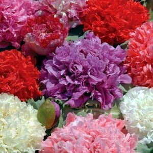 Katmerli gelincik tohumu şakayık çiçekli karışık renkler peony