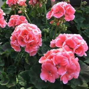 Somon sardunya fidesi geranium maverick salmon