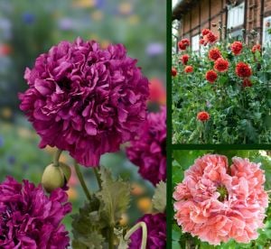 Katmerli gelincik tohumu şakayık çiçekli karışık renkler peony