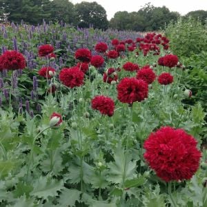 Katmerli gelincik tohumu şakayık çiçekli peony mix