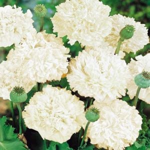 Katmerli gelincik tohumu şakayık çiçekli karışık renkler peony