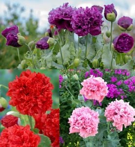 Katmerli gelincik tohumu şakayık çiçekli karışık renkler peony