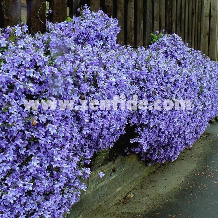 Yayılıcı campanula fidesi poscharskyana maviş çiçeği