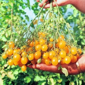 İldi domates tohumu çeri tip verimli