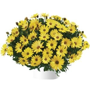 Sarkan Sarı bodrum papatyası fidesi sarkan saksılara özel basket