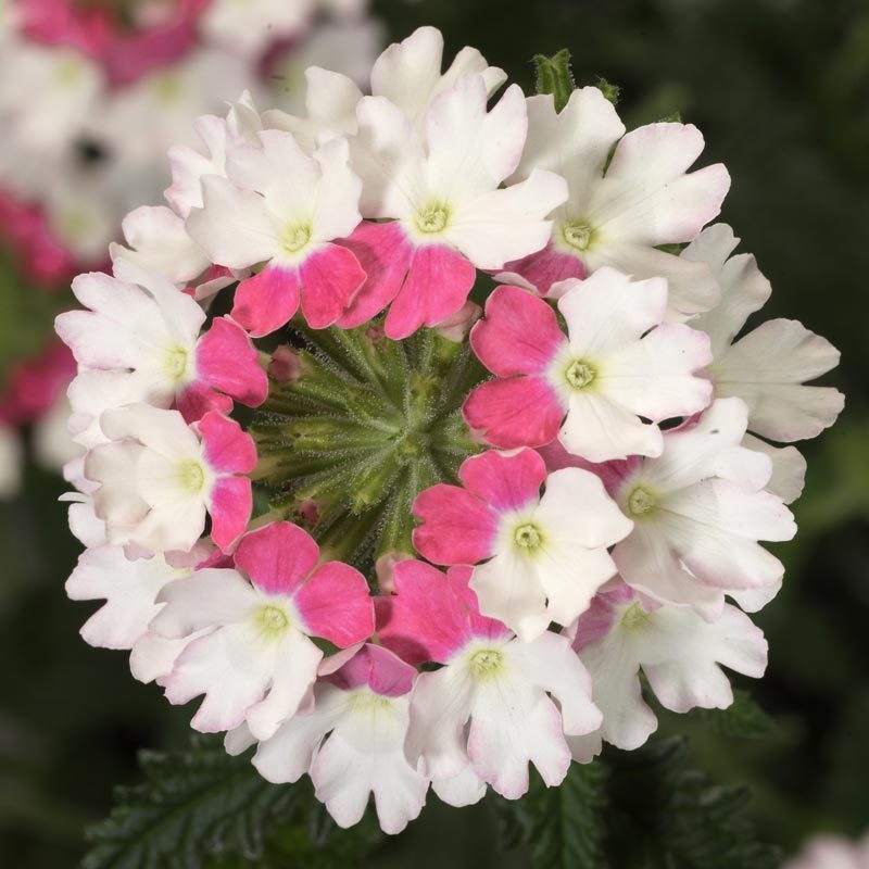 Pink wing sarkan yer minesi çiçeği fidesi verbena 1 fide