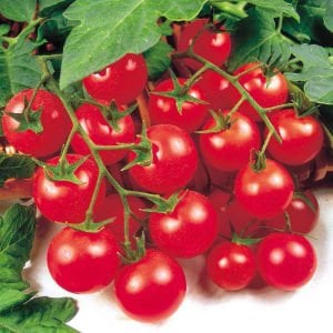 Gardeners delight domates tohumu kiraz domates