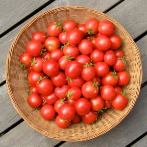 Gardeners delight domates tohumu kiraz domates