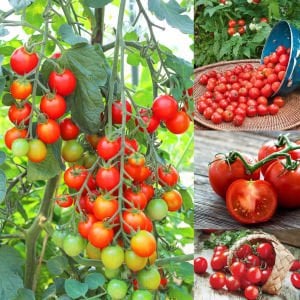 Gardeners delight domates tohumu kiraz domates