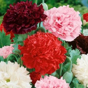Kırmızı katmerli gelincik tohumu şakayık çiçekli peony