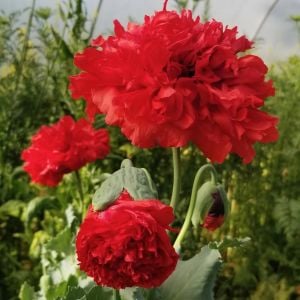 Kırmızı katmerli gelincik tohumu şakayık çiçekli peony