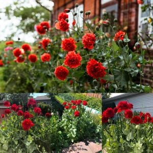 Kırmızı katmerli gelincik tohumu şakayık çiçekli peony