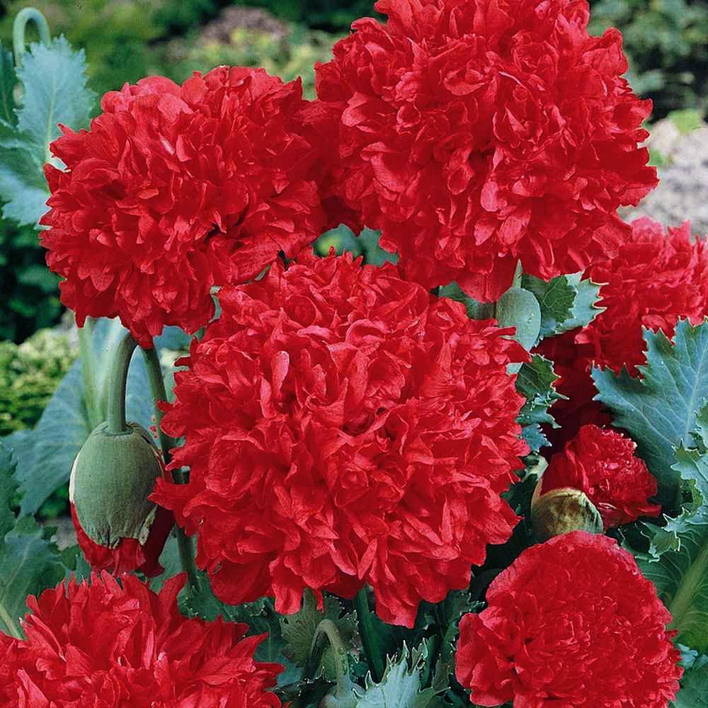 Kırmızı katmerli gelincik tohumu şakayık çiçekli peony