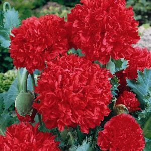 Kırmızı katmerli gelincik tohumu şakayık çiçekli peony