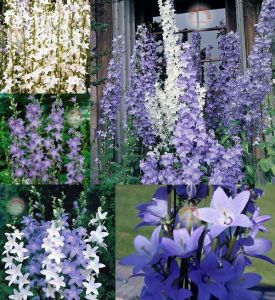 Campanula pyramidalis fidesi dev çiçek başakları