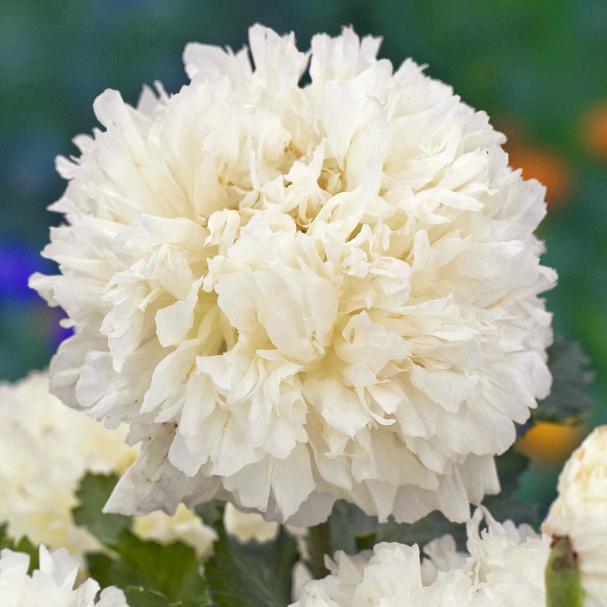 Beyaz katmerli gelincik tohumu şakayık çiçekli peony